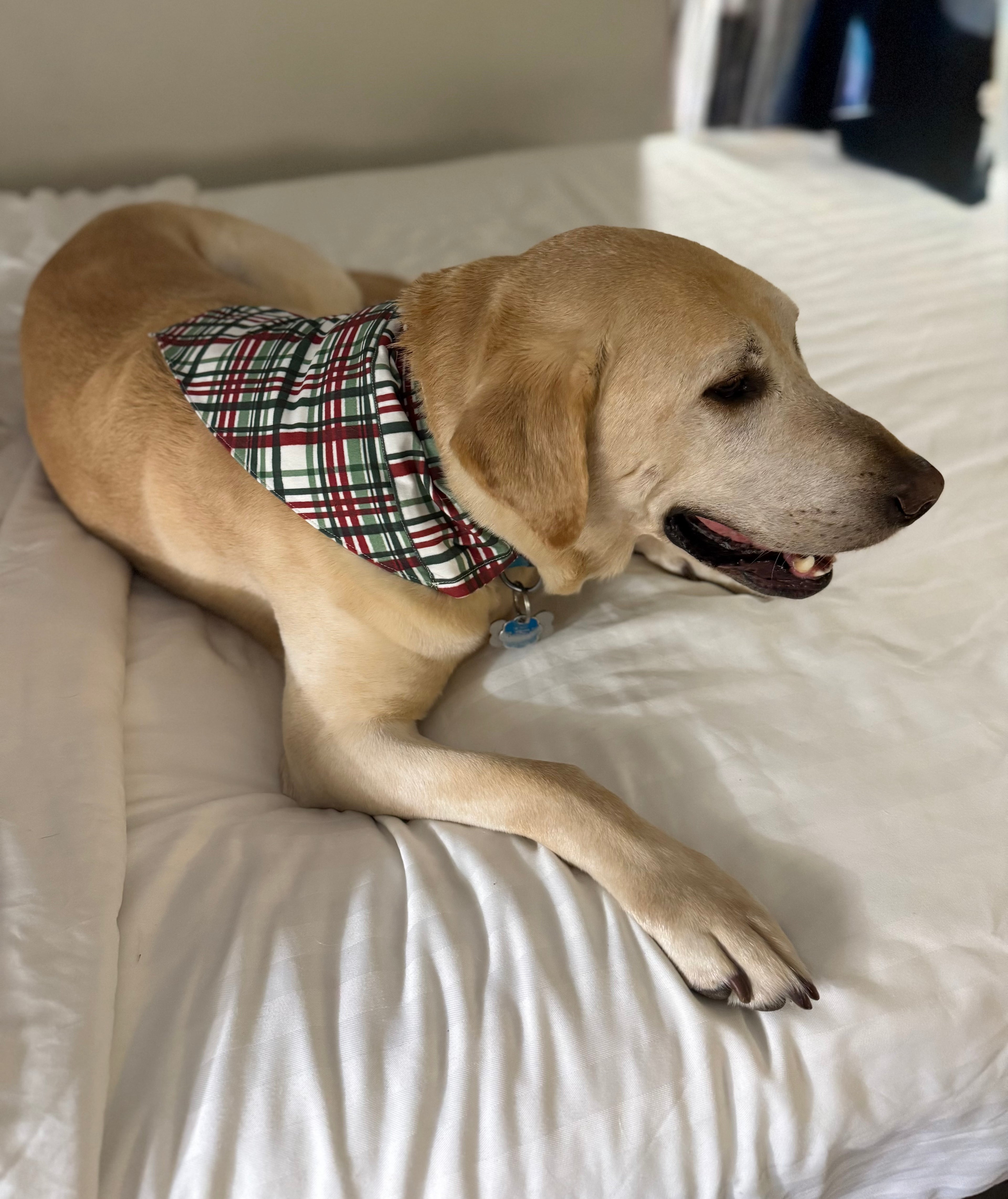 Pet Bandanas
